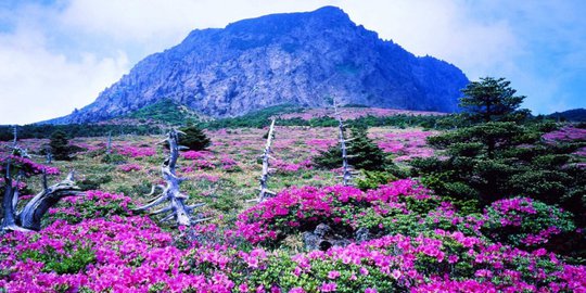 7 objek wisata terbaik yang ada di pulau jeju