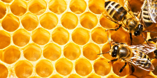 Bagaimana lebah bisa buat sarang berbentuk heksagonal sempurna?