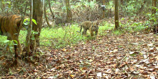 Diteror munculnya harimau Sumatera, warga tak berani bertani