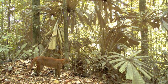 Banyak macan turun gunung jelang pilpres, isyarat apa?