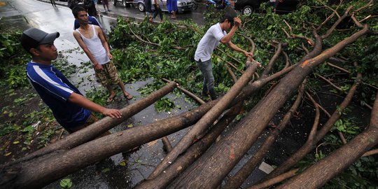 Pohon tumbang tutup jalan dekat markas PDIP,lalu lintas terputus