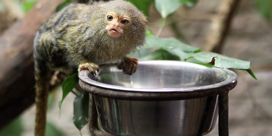 Lutung Jawa langka lahir di Bali Zoo