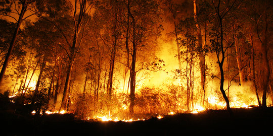 Kebakaran hutan di Riau, muncul 24 titik panas dan 12 titik api