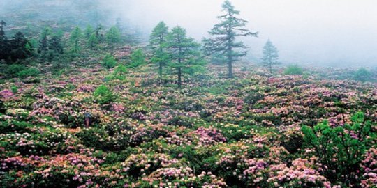 Cantiknya lautan bunga azalea di Hutan Gunung Salju Baima, China