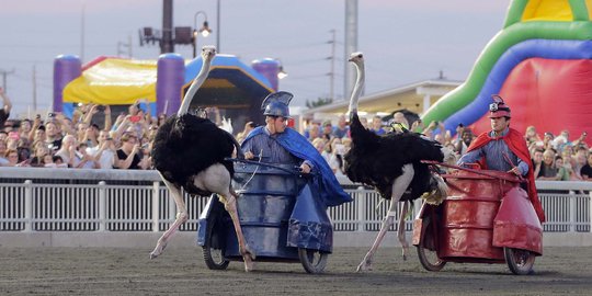 Serunya balapan burung unta di Festival Ostrich