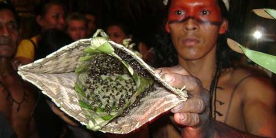 Ini ritual ngeri yang dijalani suku Amazon untuk pembuktian diri