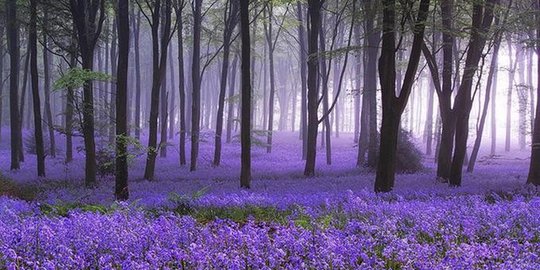 Indahnya hamparan bunga bakung di hutan Hallerbos, Belgia ...