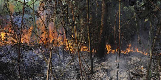 Petugas pemadam kebakaran sulit jangkau pusat api di hutan Riau