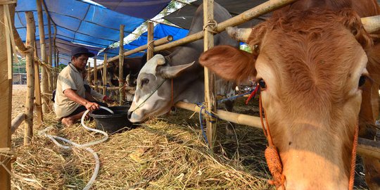 Peternak tahan pasokan, harga daging sapi tinggi