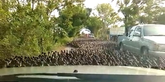 Video bebek kudeta jalan di Thailand