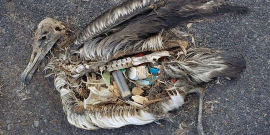 Miris, bangkai burung-burung di Midway Atoll dipenuhi sampah