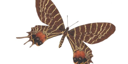 lyssa zampa docile juga serang malaysia rev2