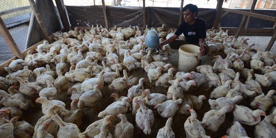 Inflasi Juni 0,43 persen, akibat mahalnya harga ayam dan listrik