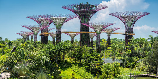 Supertree Grove, pohon canggih yang jadi ikon taman Singapura