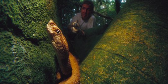 Brasil menjadi sarang ular paling mematikan di dunia