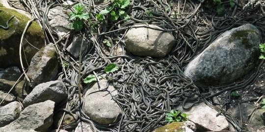 Setahun sekali lembah di Kanada ini akan dipenuhi ribuan ular