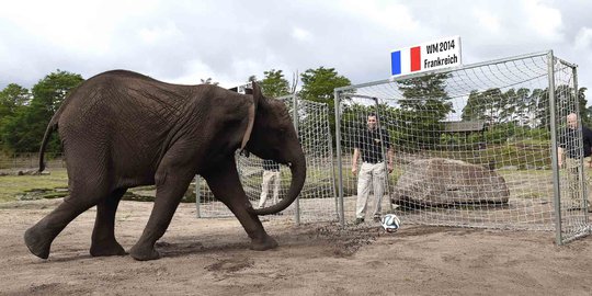 Gajah Nelly ramal timnas Prancis tumbang lawan Der Panzer