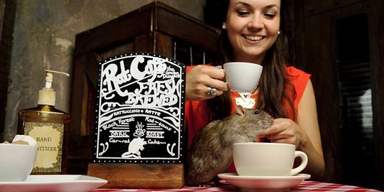 Kafe London ini sediakan pengalaman makan bersama tikus