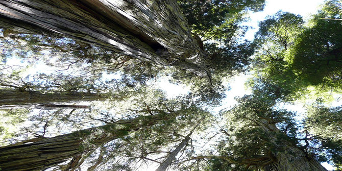 9 Pohon tertua di dunia dengan usia di atas 1000 tahun