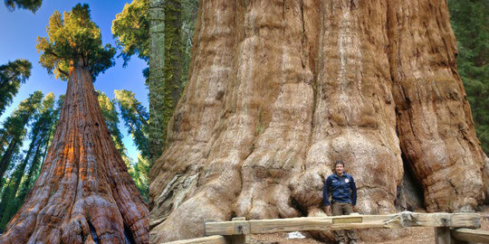 9 pohon tertua di dunia dengan usia di atas 1000 tahun