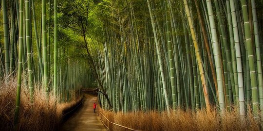 Gemerisik daun di hutan ini menjadi bunyi yang dilindungi negara