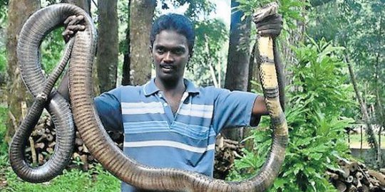 Dijuluki Manusia Ular, pria ini taklukkan 30.000 ular berbisa