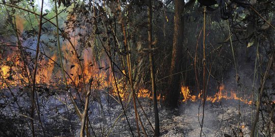 Pelaku pembakaran hutan & lahan di Riau bertambah jadi 65 orang