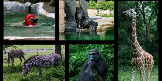 10 Kebun Binatang Terbesar di Dunia | merdeka.com
