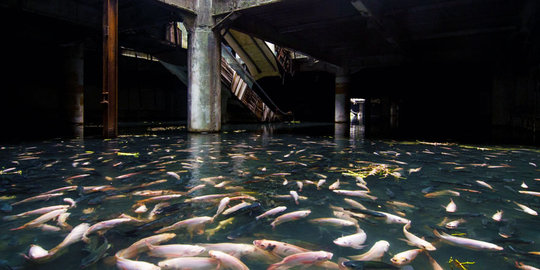 Bekas gedung mall di Thailand ini 'dikuasai' ribuan ikan