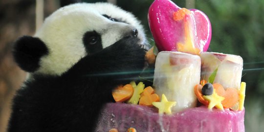 'Yuan Zai', bayi panda inseminasi rayakan ulang tahun pertamanya