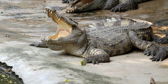 Buaya pemangsa manusia  di Mentaya berhasil ditangkap warga 