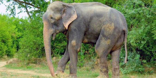 Dipasung 50 tahun, gajah ini menangis ketika dibebaskan