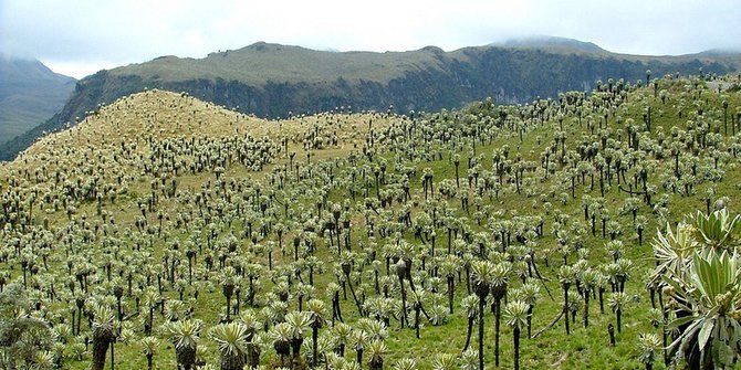 Tundra di Ekuador ini adalah rumah bagi ratusan tanaman 