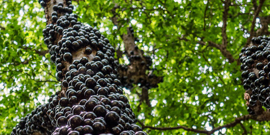 Jabuticaba, buah unik asal Brazil yang tumbuh di kulit pohon