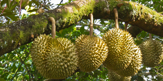 Download 58 Koleksi Gambar Durian Jatuh Terbaik Gratis HD