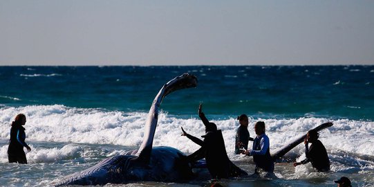 Aksi dramatis penyelamatan bayi paus terdampar di Queensland
