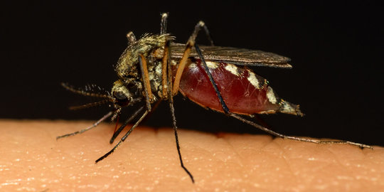 Ini 5 alasan kenapa nyamuk menggigit tubuh manusia