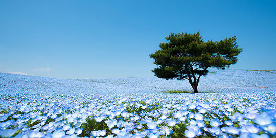 Hitachi Seaside Park, taman bunga empat musim terindah di Jepang