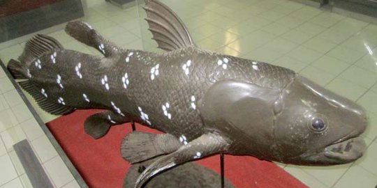 Ini ikan purba berjuluk 'raja laut' penghuni Teluk Manado