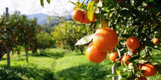 5 Manfaat mengonsumsi buah-buahan sitrus untuk manula