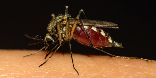 Hindari gigitan nyamuk dengan 7 cara sederhana ini