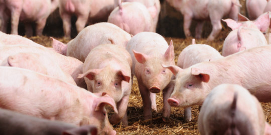Menteri pertanian musnahkan 7,4 ton daging celeng di Cilegon