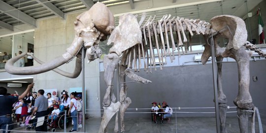 Melihat fosil gajah purba 'Mammuthus Columbi' di Mesiko