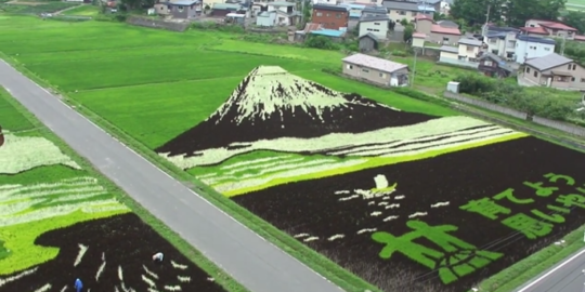 Kreatif, penduduk kota ini jago bikin mosaik raksasa dari padi!
