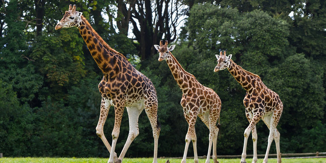 Bayi jerapah di Taman Safari diberi nama Pilpres | merdeka.com