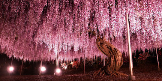 Mengintip Kemegahan Pohon Wisteria Berusia 144 Tahun Di Jepang Merdeka Com