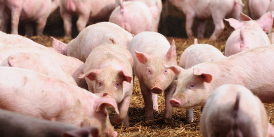 Balai karantina pelabuhan Bakauheni amankan 2,9 ton daging babi