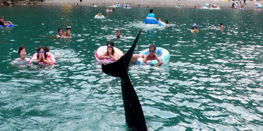 Di pantai Jepang ini pengunjung bisa berenang dengan ikan 'paus'