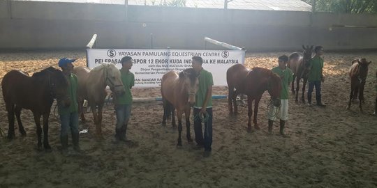 Indonesia ekspor 12 ekor kuda Sumba ke Malaysia