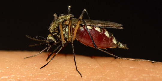 5 Bahan alami yang efektif dan murah meriah untuk usir nyamuk